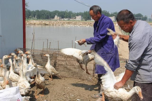 河南淮滨：鹅鹅鹅，奏响养殖致富歌