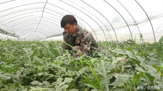 农村人种植大棚西瓜，看似每年都赚钱，一番话道出种地的心酸