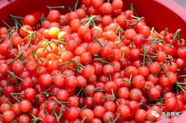 清明小长假,睹花睹人不堵车!赶快约起来荣县乐享田园采摘乐趣!