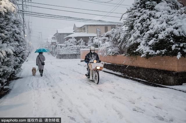 日本东京迎来大雪天气 雪花纷飞寒气逼人