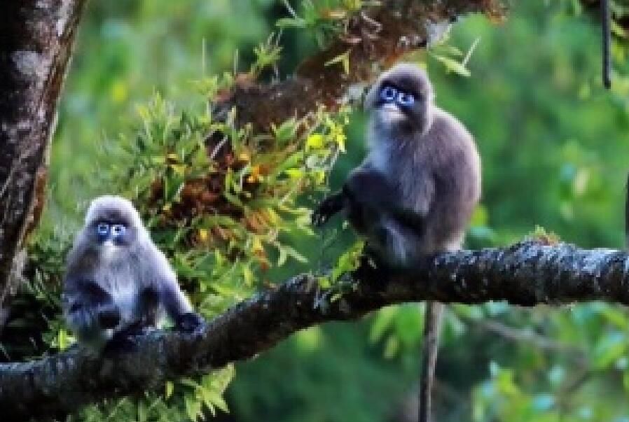 云南菲氏叶猴挂满一树 被称“猴果熟”