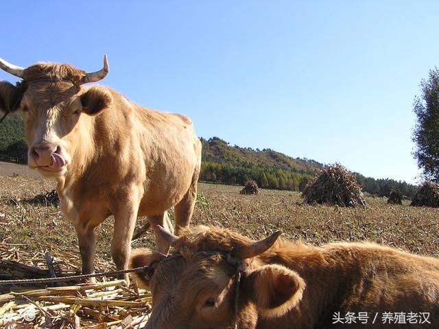 牛出现瘸腿,贫血,久窝不起是怎么回事?对症解