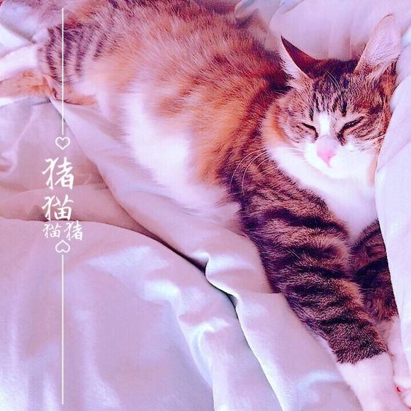 喂养一年的流浪猫意外去世，女孩在接到电话通知后情绪一下子失控