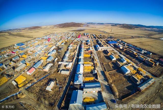 近期东北地区玉米价格接连上调