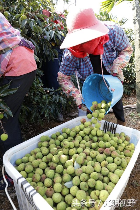 海南:农民种的这种水果卖到脱销，果实压满枝头，一年卖出6亿斤