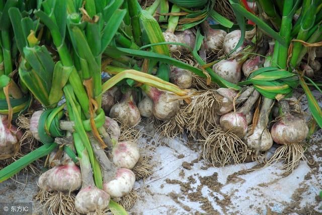 当下最火的家庭农场,在家也能种大蒜,简单又省