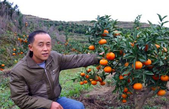 百亩柑橘嫁接换种,农民每亩收入上万元!
