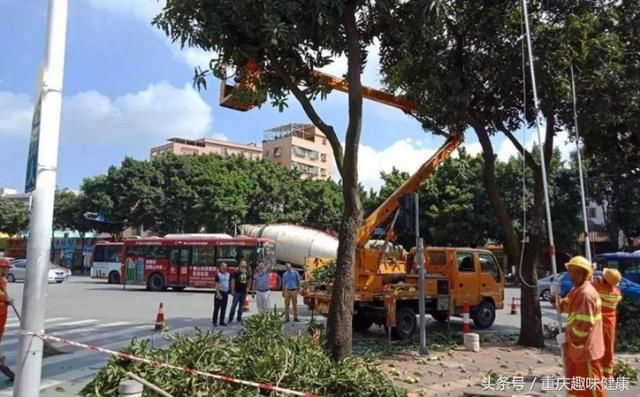 市民公路边免费采摘水果，园林部门称“有毒勿食用”