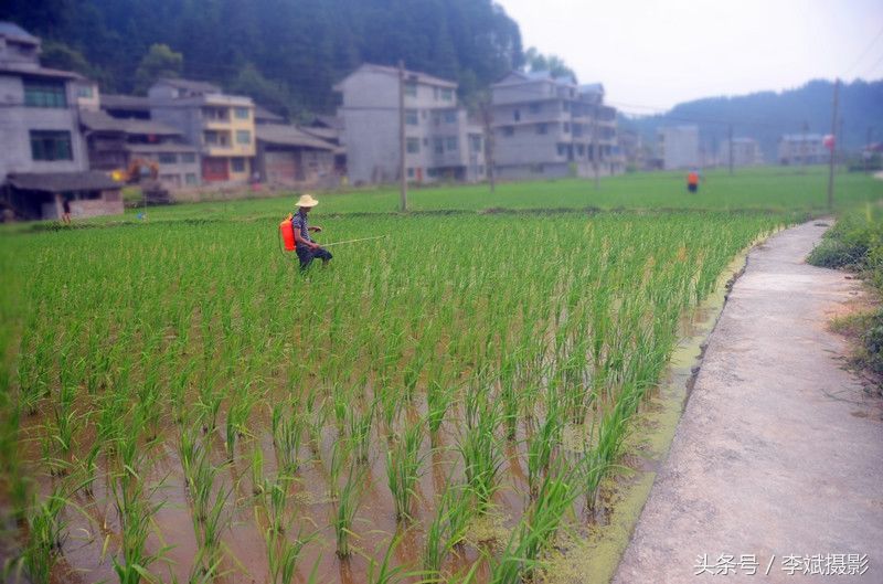 贵州黔东南:夏至临近农事忙 确保秋粮丰产增收