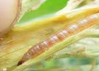 柳州害虫防治 柳州害虫防治