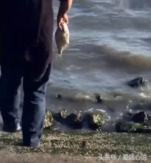 男子岸边发现肚子鼓鼓难产的鱼,帮它引产后,结