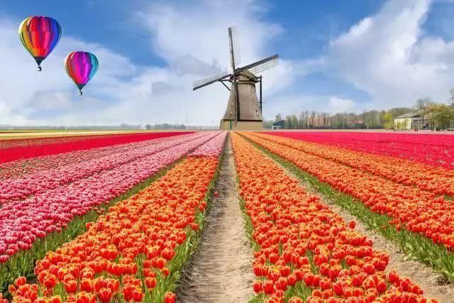 去全世界最美的花海，做最浪漫的事