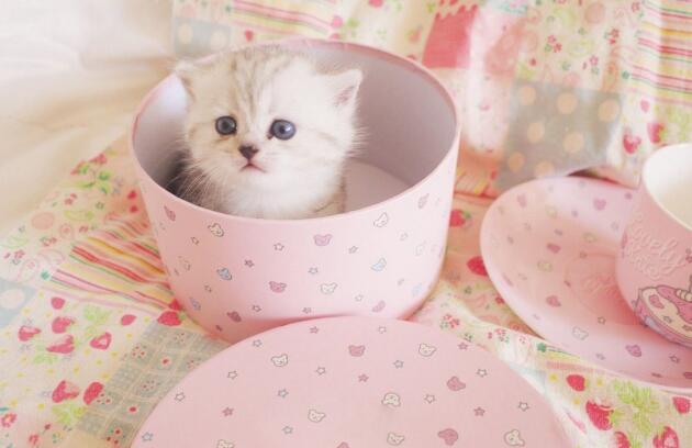 茶杯猫多少钱一只 选购的时候要注意哪些方面