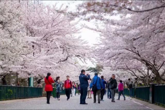 重磅！中国能源大学或落户青岛，石油大学们以后将会如何？