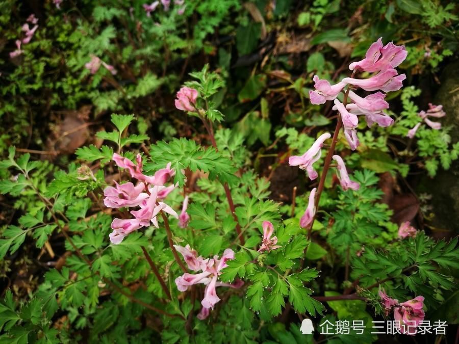 乡村荒草地，春日里开紫色小花的植物，有观赏价值，也有药用价值