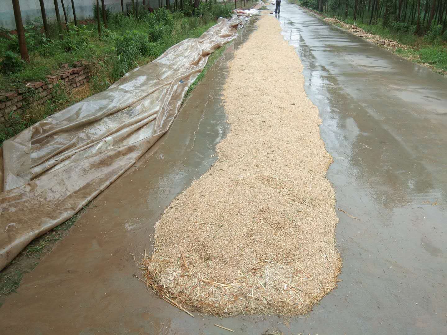 小麦收回家，一场雨害苦了农民，麦子都发霉了