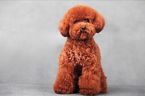 泰迪,你为什么要对见到的一切生物(和非生物)前