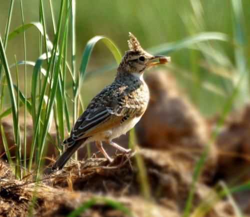 民间传说南方歌百灵鸟优劣鉴别