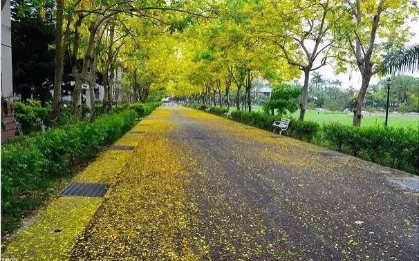 皂荚多功能乡土树种