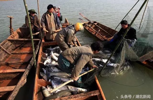 梁子湖的鱼虾蟹,再想吃到就难了!梁子湖鄂州水域永久性全年禁捕