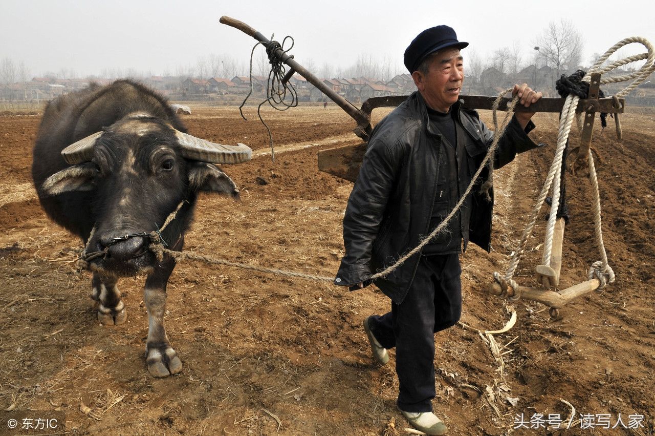 耕牛犁地，留下的不仅仅是劳动的热闹场面，更是一道美丽的风景
