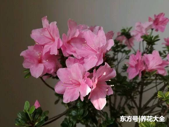 被花友吐槽最难养的3种花,你养过没?生无可恋有没有! - 武汉老徐 - 武汉老徐的博客 被花友吐槽最难养的3种花,你养过没?生无可恋有没有! - 武汉老徐 - 武汉老徐的博客