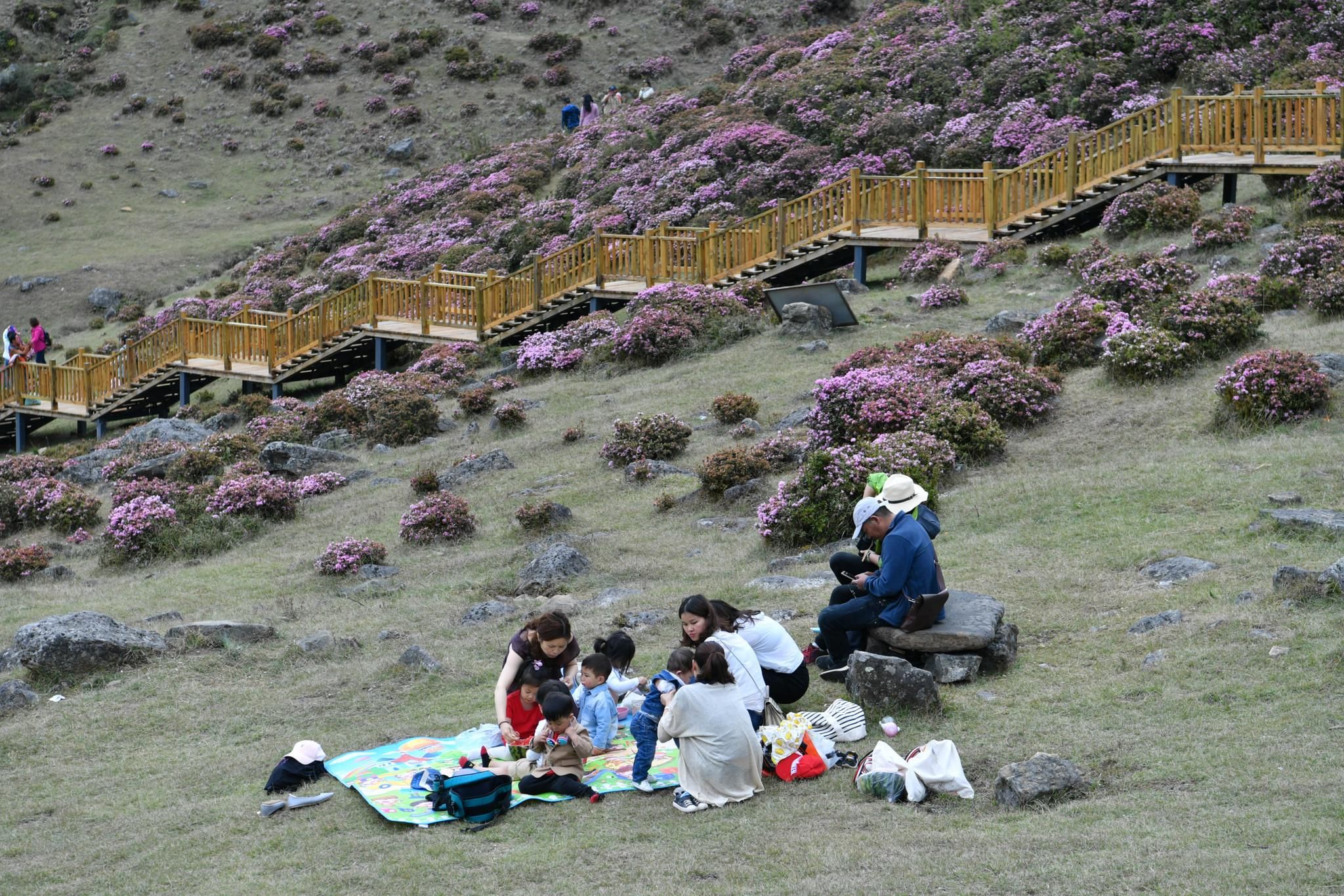 昆明禄劝:野生高山杜鹃满山盛开
