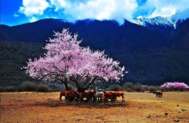 不负春光好时节，全国10大最美赏花地拿走不谢~~