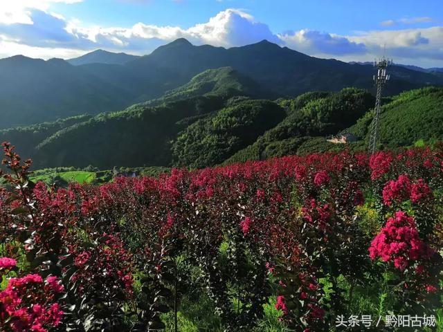 湖南西部有一座会“变红”的山，因一种让人“吃饱饭”的花而出名