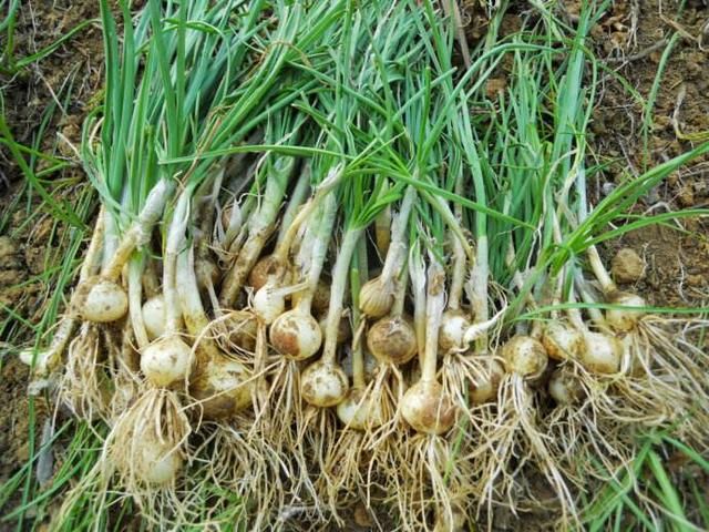 中国古代人吃的蔬菜:其中有两种菜一直都是主