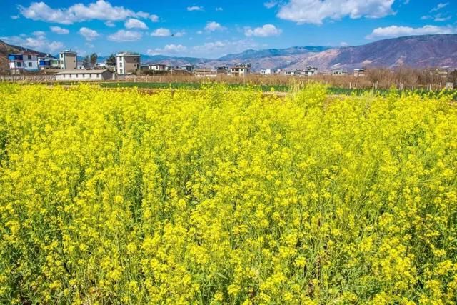 3月，美的不仅是丽江，更是丽江旁边的这座小城！