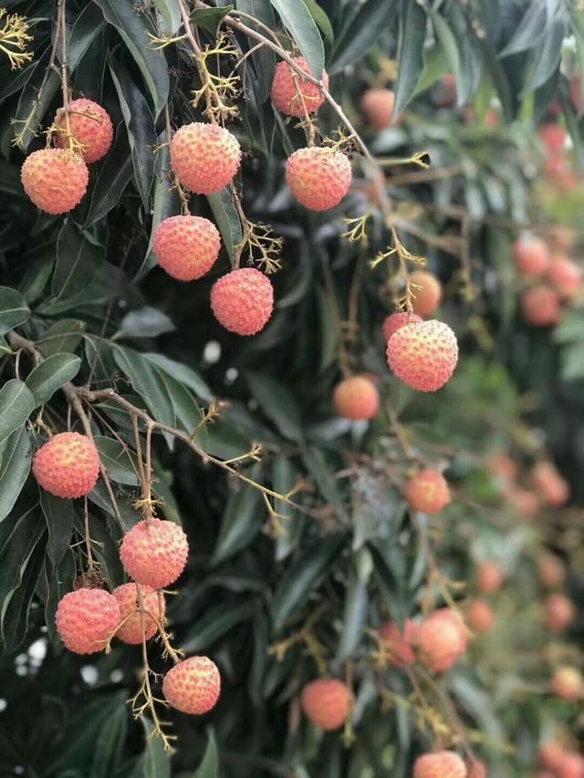 特大好消息，广东荔枝因暴雨原因又下价了，简直就是白菜价格