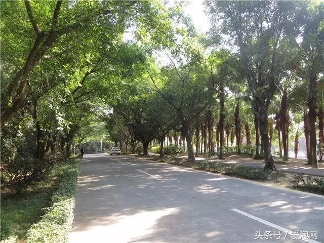 江门市这几条最美乡村公路，到江门自驾旅游必去