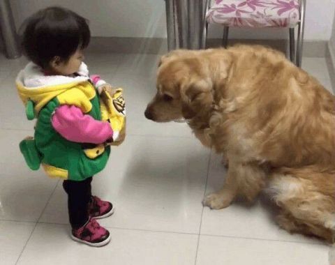 小主人当金毛面吃零食,口水不知道咽了多少还