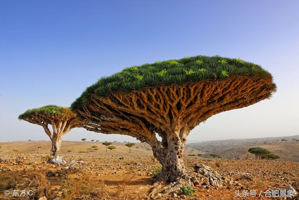 龙血树,拥有独特而奇异的外观植物,堪称千年树