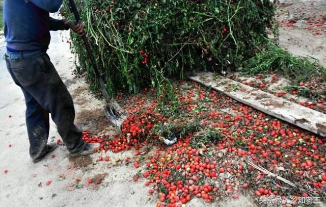 售价十几元的圣女果,农民竟然用它做肥料?简直