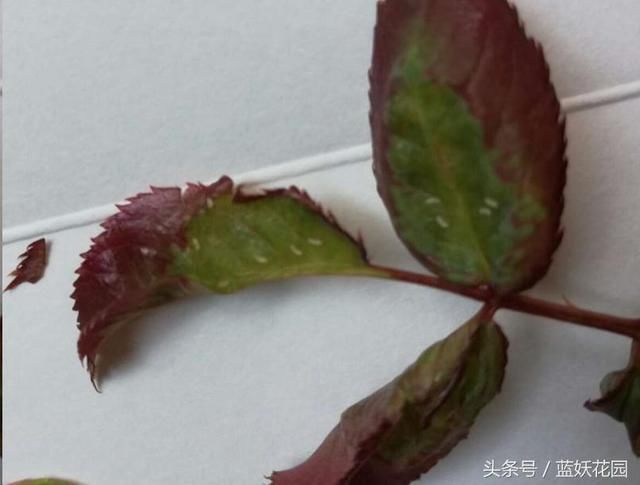 这种虫子对月季危害极大,但却很少有人认识!