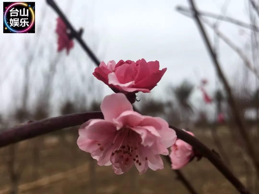 台山海宴又一处“赏花”好地方！你要来转下桃花运吗？