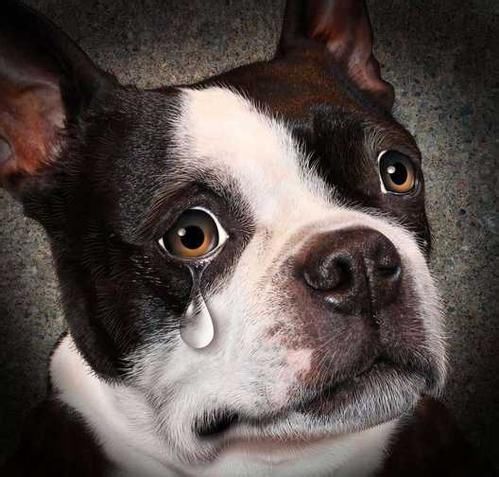 狗狗会流眼泪吗?流泪的6大原因,你遇过几种