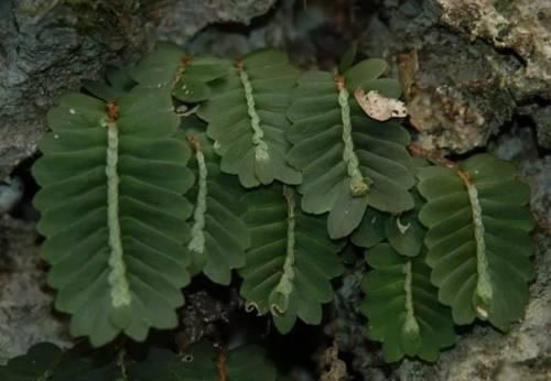 农村有一种野草，常年生长在崖壁，长得像楼梯，作用在民间受重视