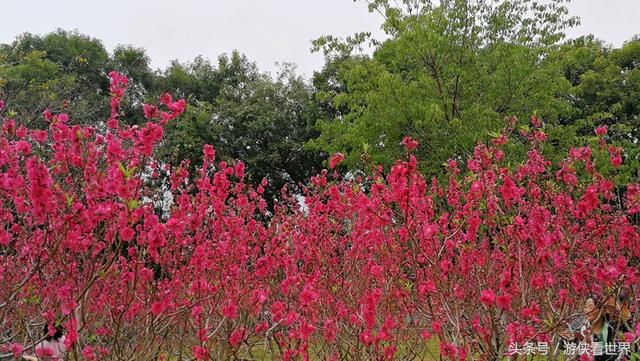 深圳踏青：莲花山公园的桃花正在绽放 你到底约不约？