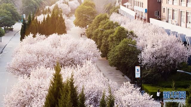 美炸！航拍西安繁花似锦 与春天浪漫邂逅