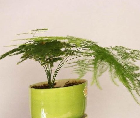 文竹怎么养才能更旺盛?