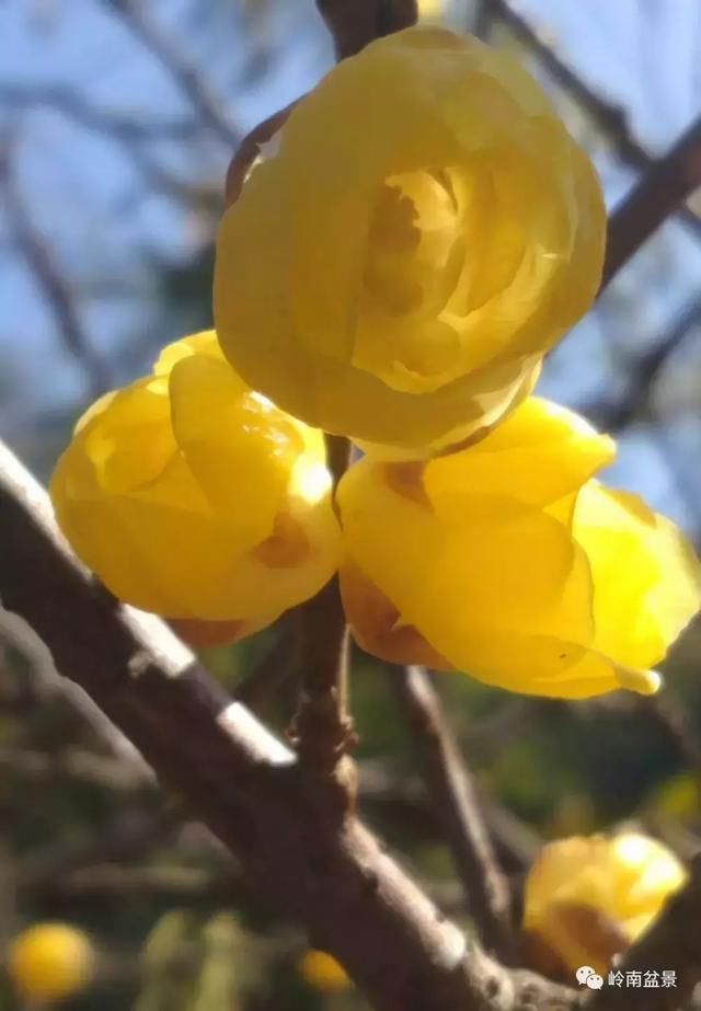 走进韶关鹿麟山私家盆景园畅心阁，感悟陈治辛大师的艺术情怀