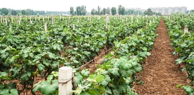 农业在科技的发展