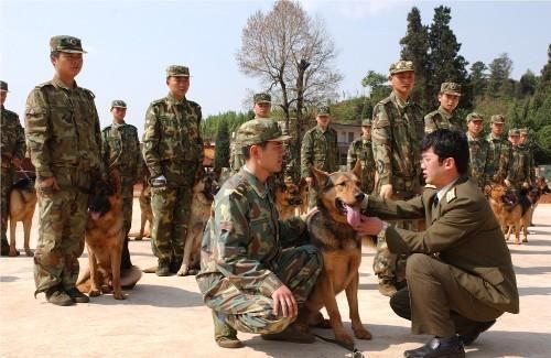 如果新兵入伍,可以自由选择兵种你选哪个?最后