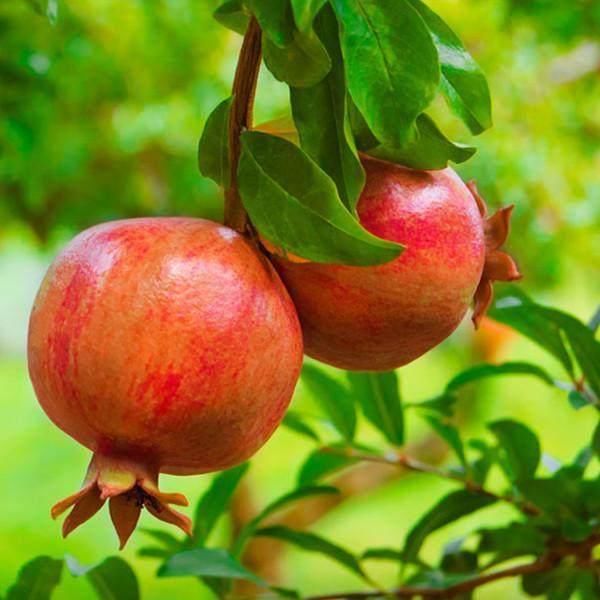 我家阳台就是鲜果园,现吃现摘,一年四季都吃不