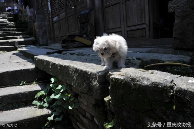 云梯上的西沱古镇，看得见的人间烟火气