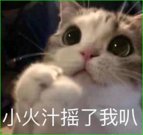 超萌的猫咪生气得了,你若安好,那还表情!五一假期2018表情图图片