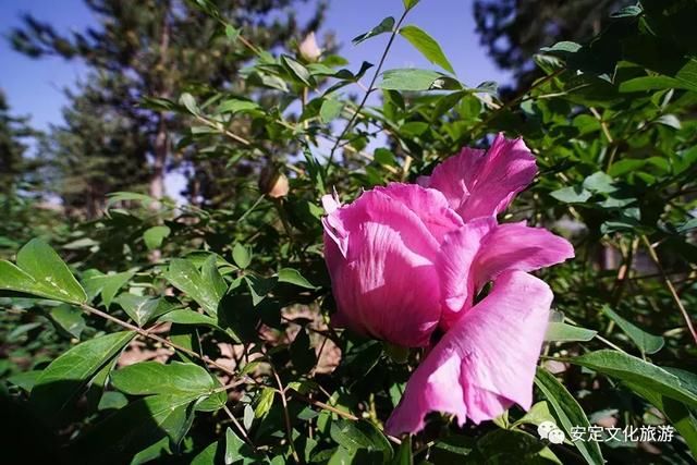 安定：西岩牡丹醉游人，花开时节动凤城